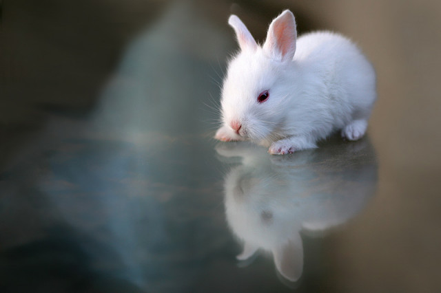 Rabbit