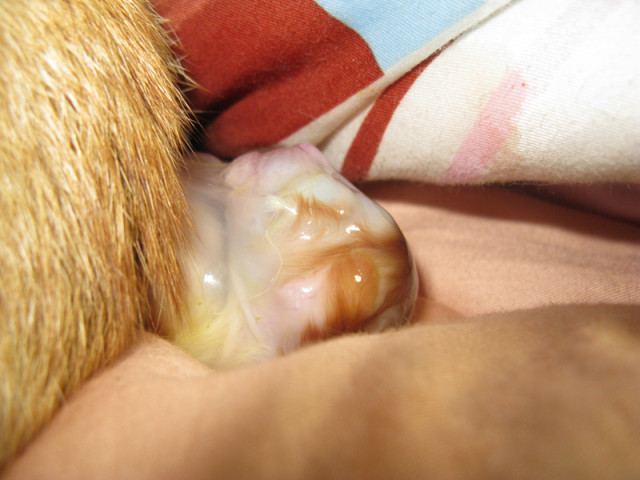 || First Birthing by my cat, Kane ||