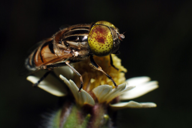 Fruit fly