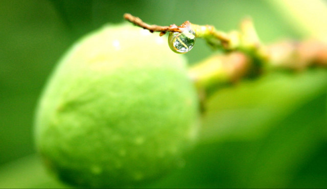 Last Drop