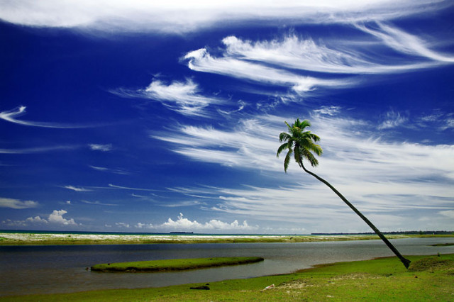 Kelapa Sebatang Kara