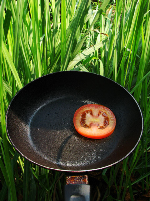 tomato + frying pan