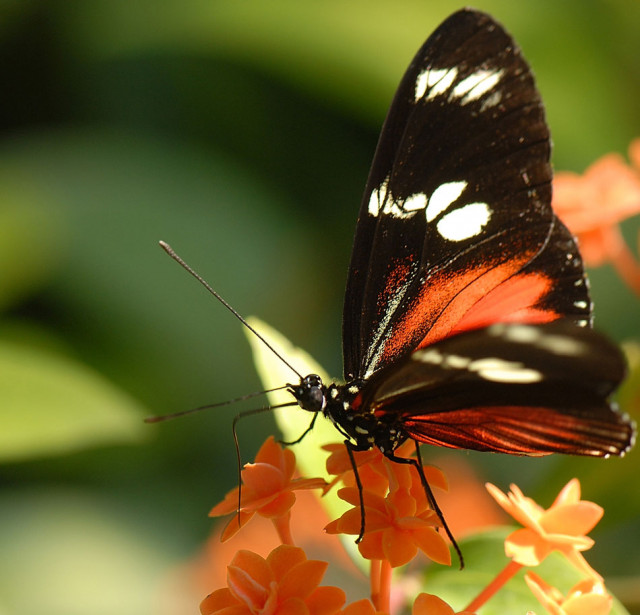 my butterfly