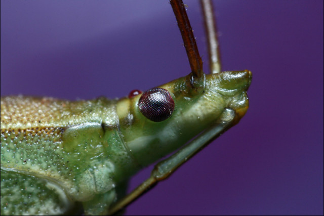 MACRO 4,3  :  1