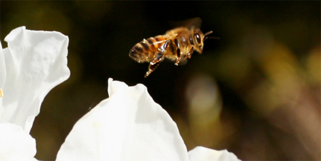 Bee