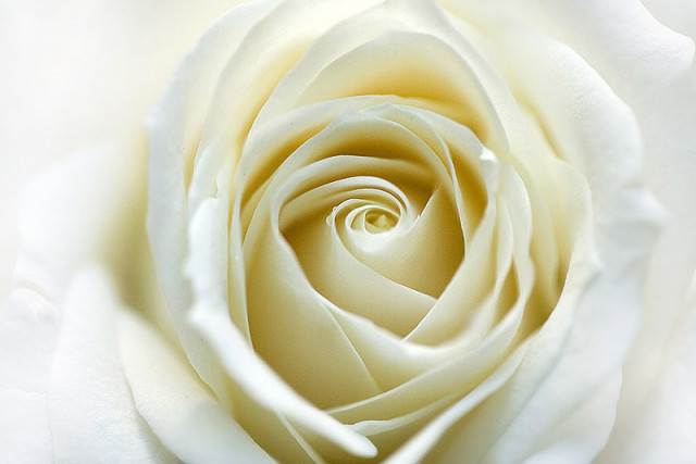 White Rose