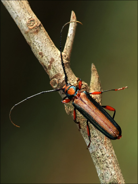 unknown insect