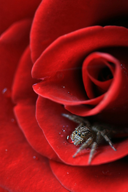 Hide in Red Rose