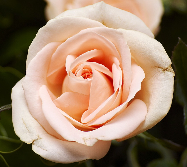 breaking leaf Rose