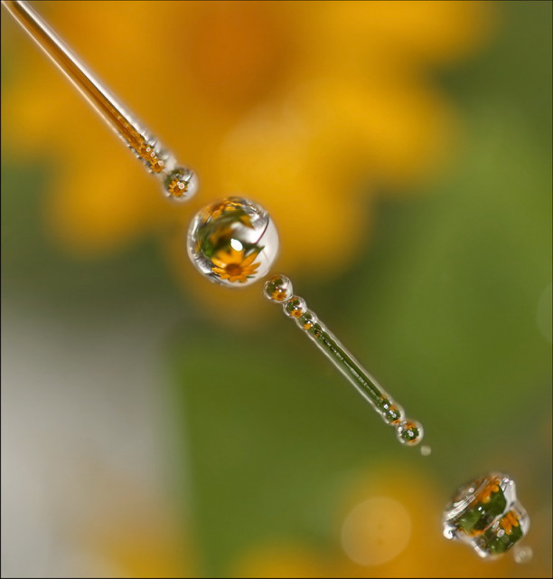 Drip... Drip...
