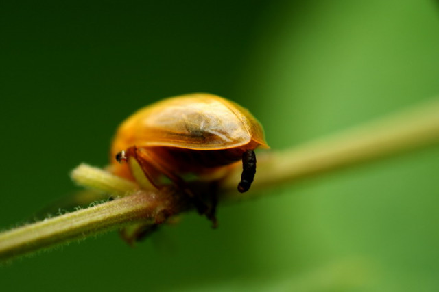 Akibat tll byk minum VEGETA