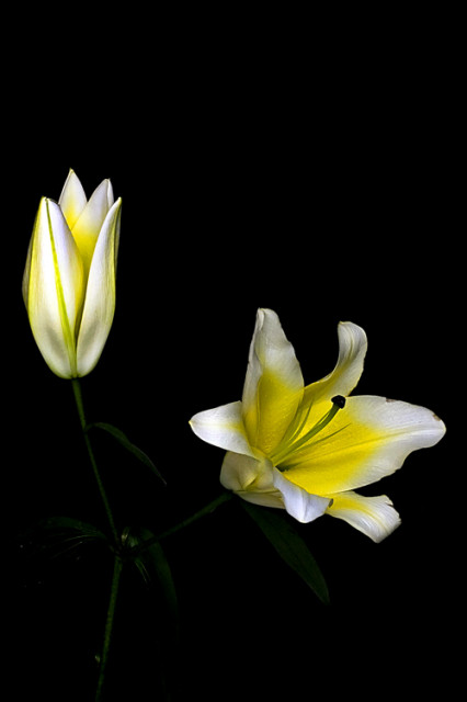 Kuncup & Mekar