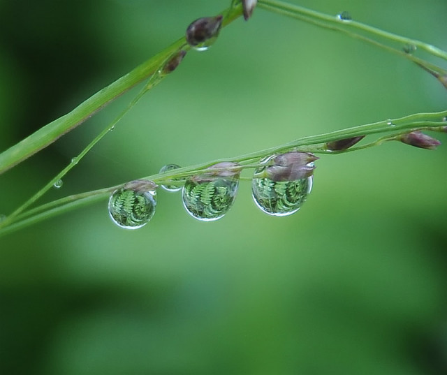 Morning Dew