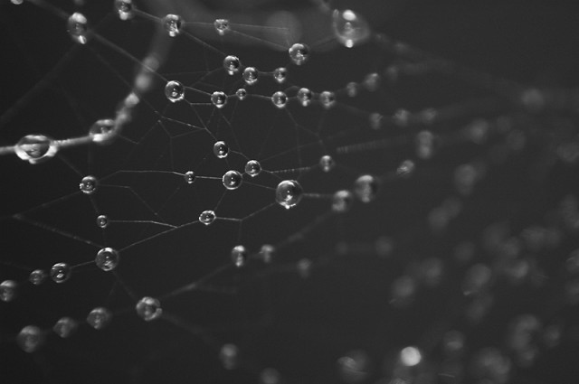 :: Water Web ::