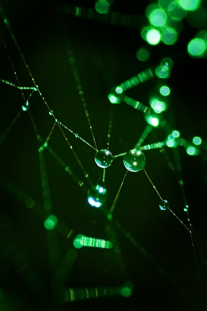 :: Pearl in Web ::