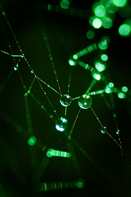 :: Pearl in Web ::