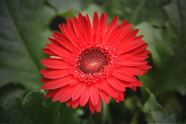 Merah.......