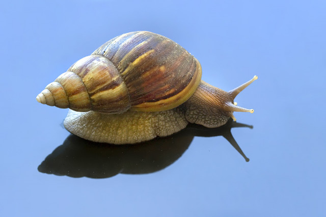 Snail