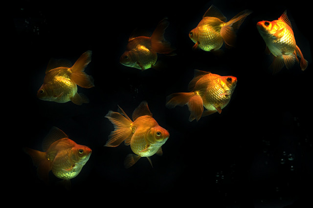 :: Dance in Water ::