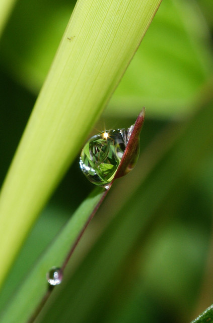 MUTIARA PAGI