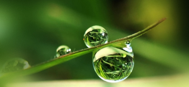 juat another morning dew