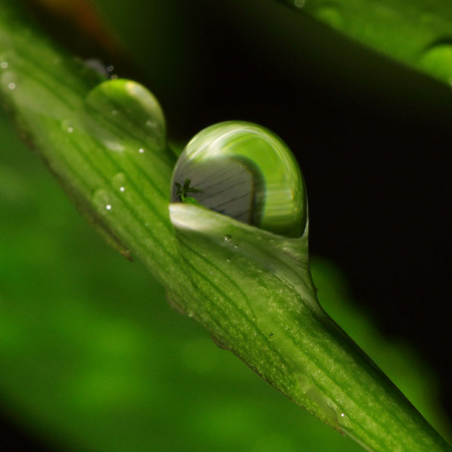 RainDrop