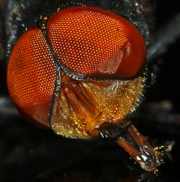 Red Eyes
