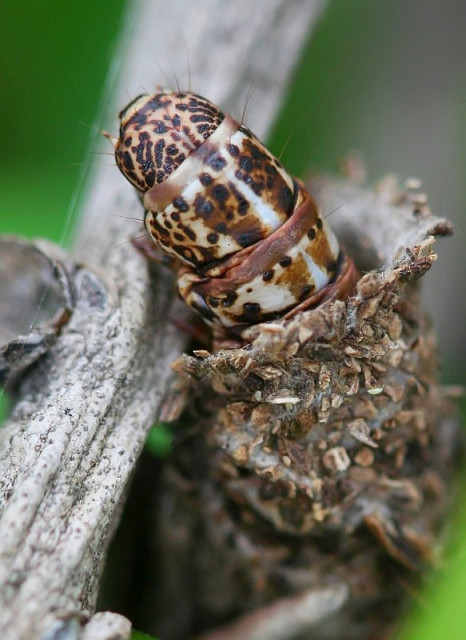 I want to break free