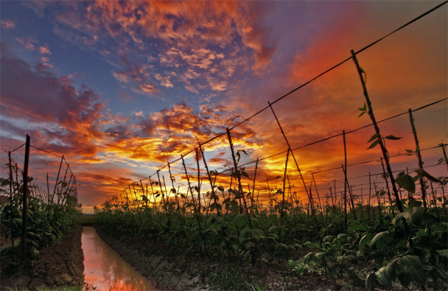 Senja Dikebun Sayur