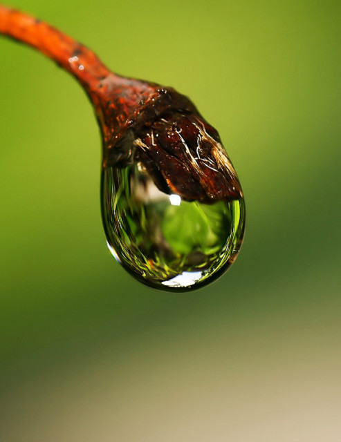 DEW