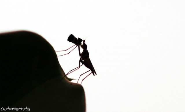 Mosquito Siluetto