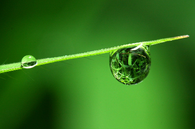 embun tertusuk ilalang