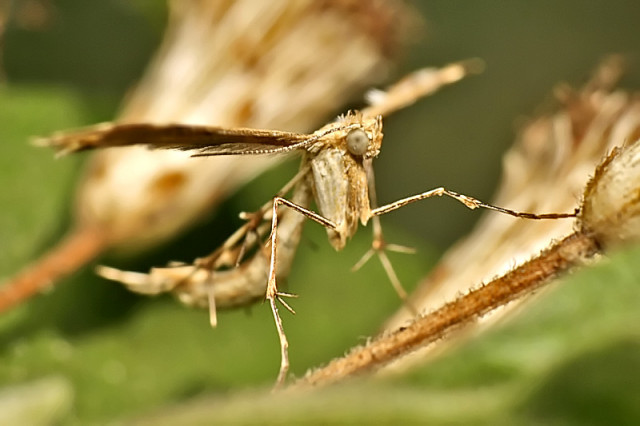 Plume Moth ( ngengat )