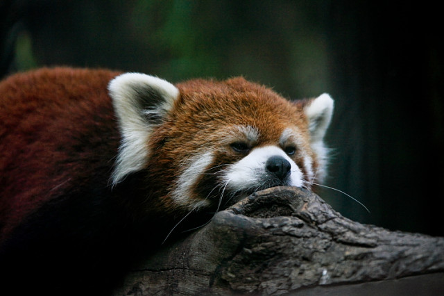 Sleepy