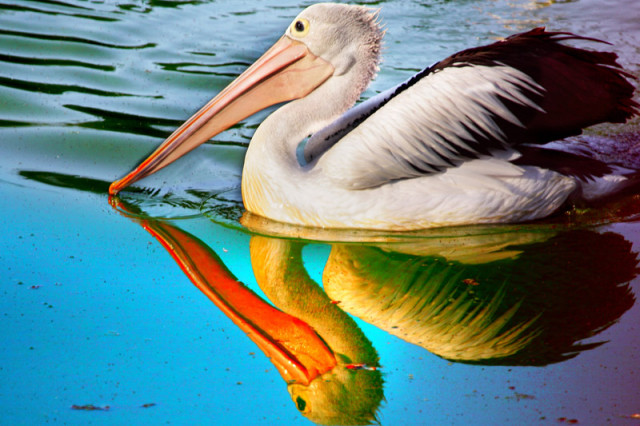 reflection