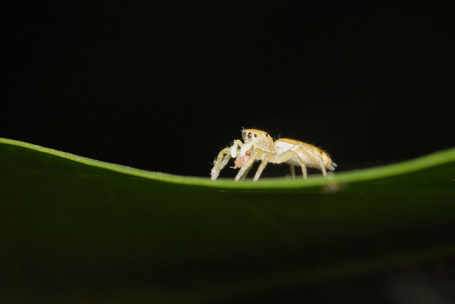 ..SPIDER..