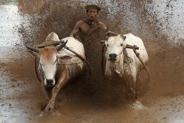:: PACU JAWI ::