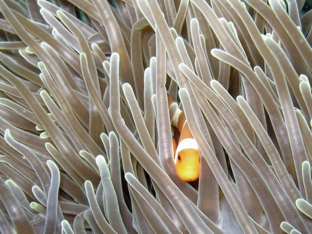 Let  Find  Nemo....