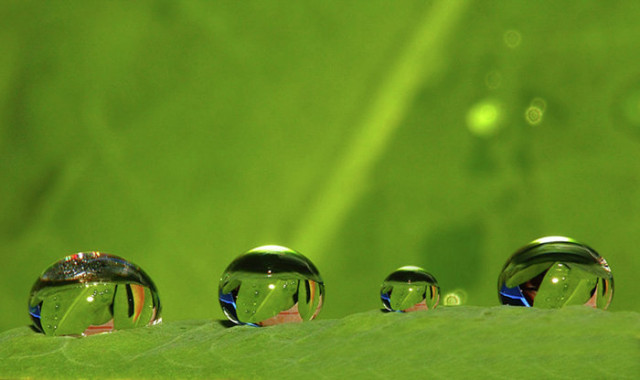 On The Leaves