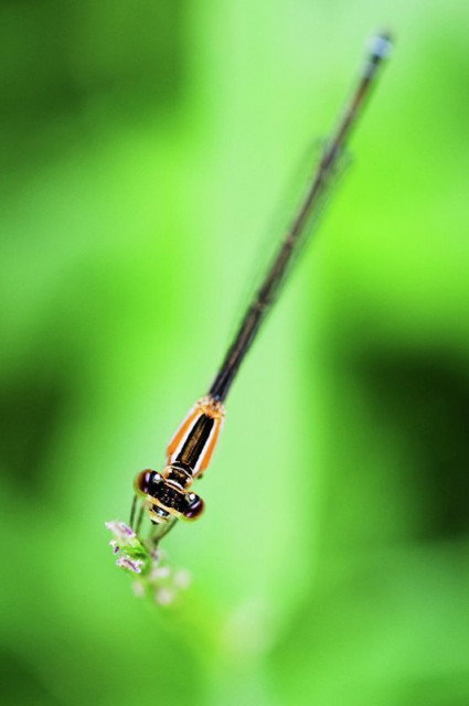 dragonfly
