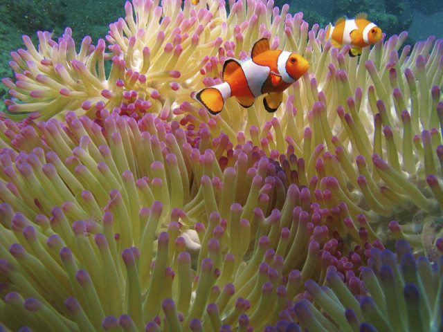 Nemo Nemo 02