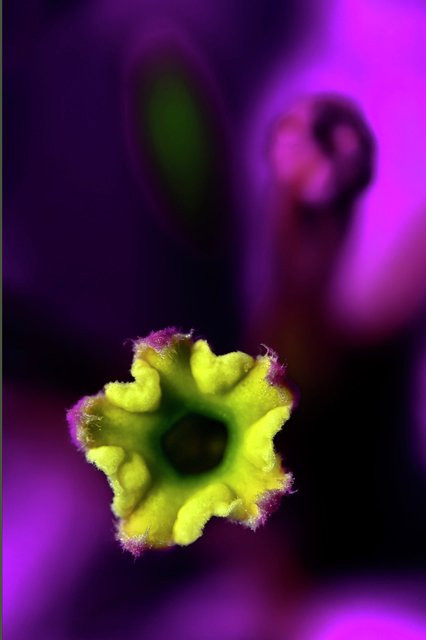 Yellow over the Purple