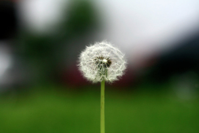 Dandelion