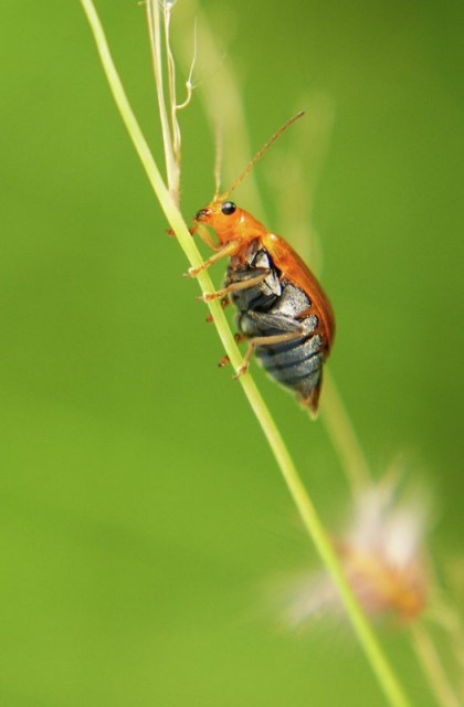 the climbing bug