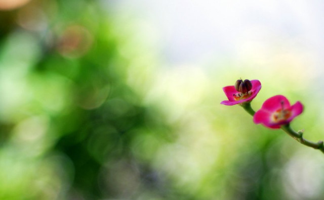 euphorbia n bokeh