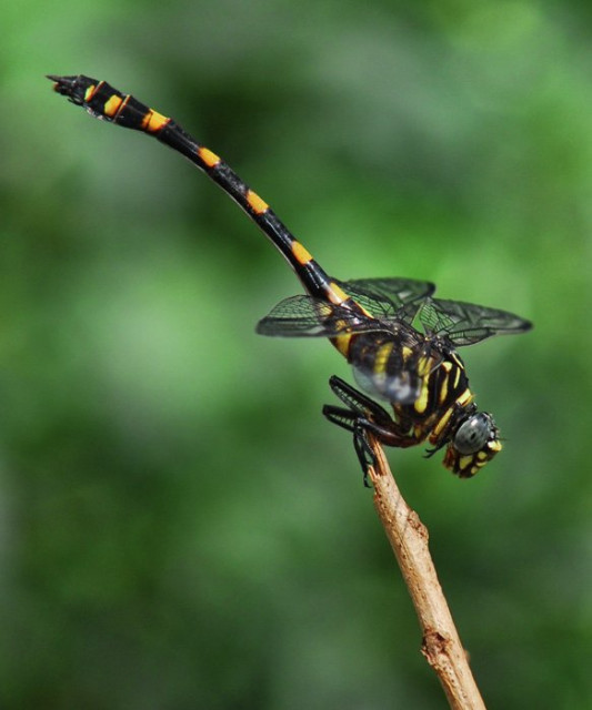 ... si belang ...