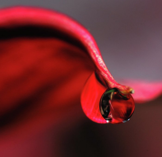 ... red dew ...