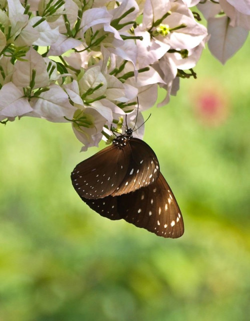 butterfly