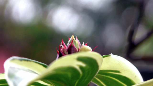 Just Bokeh #4