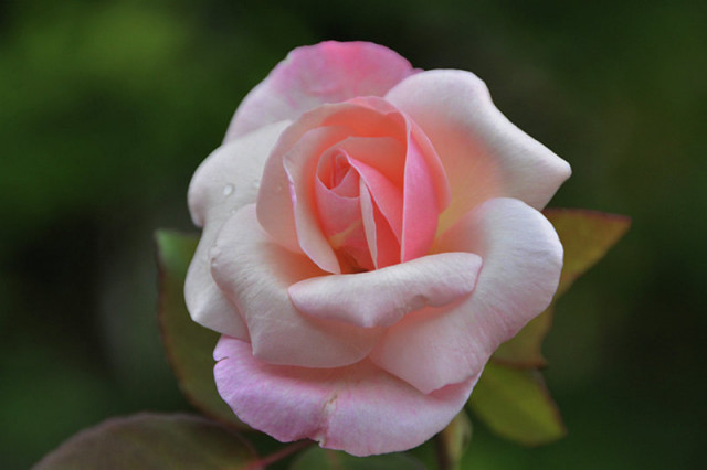 My Rose